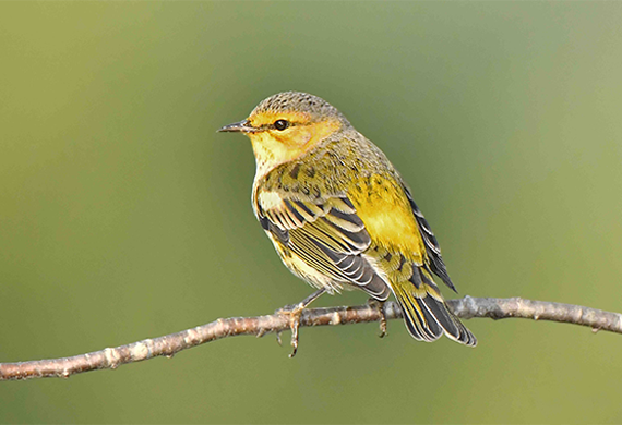 Cape May Warbler by Alan Lenk